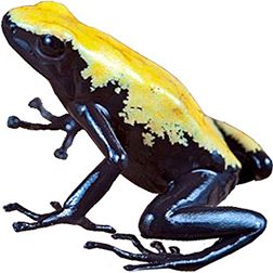 Splashback Yellow Frog